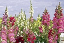 如何种植龙头花，打造美丽花园（种植技巧、养护要点、常见问题解答）