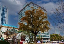 武汉最古老的银杏树——汉阳树（探寻汉阳树的历史、地位与文化价值）