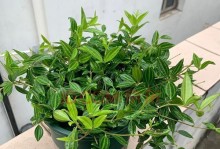 椒草养殖全攻略（掌握椒草养殖技巧，助你成功种植）