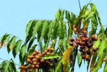 探寻菩提果的历史与文化底蕴（探寻菩提果的历史与文化底蕴）