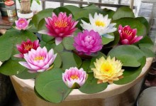 荷花栽培方式（荷花栽培方式选择的关键）