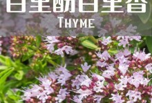 百里香的生长特性（百里香是多年生植物吗？——分析百里香的生命周期和特征）