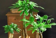 发财树的浇水方法与技巧（如何用白糖水为发财树提供最佳养分？）