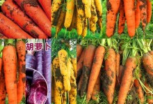探究胡萝卜的丰富颜色世界（从红色到紫色，胡萝卜的多彩色彩引发的营养与美味）