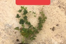 爬山虎的奇妙功效与作用（发现爬山虎的神奇力量，掌握多种保健妙用）