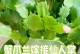 以仙人掌怎么嫁接蟹爪花（学习仙人掌嫁接技巧，打造独特蟹爪花）