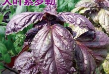 四季罗勒的浇水技巧（了解罗勒的生长习性，科学浇水才能让它茁壮成长）