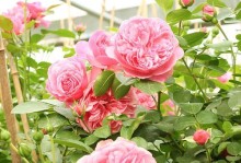 珊瑚果冻是一种什么植物？（探索珊瑚果冻的形态和生长习性）