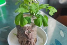 银杏芽的催发方法及注意事项（探讨使用种植介质和温度对银杏芽催发的影响）