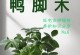 以鸭脚木枝叶发蔫的应对措施（保护植物健康、预防鸭脚木枝叶发蔫的方法）