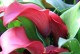 红掌花喜欢阳光吗？（探寻红掌花的阳光需求）