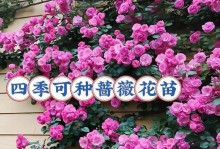 家里也能种蔷薇花！（让你的花园变成蔷薇花海）