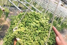 佛珠吊兰的最佳扦插月份（了解佛珠吊兰扦插的最佳时间和方法）