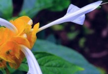 金苞花的养殖方法与注意事项（精通金苞花种植，打造盛开的金黄花海）