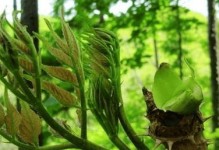 如何种植优质的柴胡（时间、方法、注意事项一网打尽）