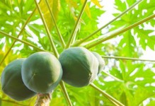 番木瓜几年结果实的种植技巧（如何正确栽培番木瓜，让其尽早结果实？）