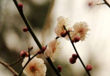 代表清高孤傲的花：兰花
