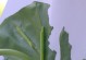 如何防止以滴水观音招虫子（灵活使用土壤调节技巧，打造无虫环境）