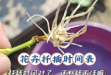 如何正确扦插发财树——打造你的财富基石（15个实用的扦插技巧，让你轻松种出健康的发财树）