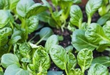 探究小白菜的根系特征（小白菜的根系类型及功能）