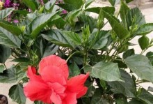 扶桑花的毒性和适宜环境（放室内养还是放户外？该注意什么？）