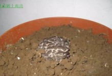 蘑菇生长环境的要求和安全隐患（蘑菇生长环境的要求和安全隐患）