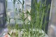 豆芽养护全攻略（室内种植方法与养护技巧）