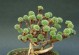 白花小松多肉秋冬季节的养护技巧（白花小松多肉秋冬季节养护需注意的事项）