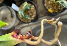万年青叶子蔫了怎么办？（拯救万年青叶子的方法，让它恢复生机！）