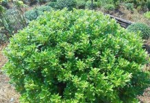 海桐球——一种多年生乔木植物（了解海桐球的生长环境、形态特征及分布区域）
