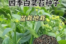 白菜的种植技巧及注意事项（白菜的播种方法及生长管理技巧）