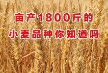 冬小麦品种排名及优良品种推荐（探究优良冬小麦品种，为优化农业生产提供参考）