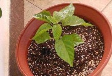 绿萝开花时间及注意事项（探寻绿萝开花的时节和方法，让你更好的管理绿萝）