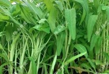 空心菜种植技术与时间（适合何时种植？如何护理？）