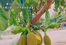 波萝生长环境与生长要求（了解波萝的生长条件和关键点，让波萝茁壮成长）