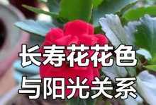 长寿花的养护技巧（长寿花是否需要晒太阳）