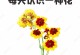 探究菊花花语之意义（寓意深刻，寄托情感）