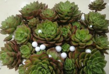 多肉花卉养护指南（打造多肉花园，让爱花人士绽放芬芳生活）