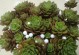 多肉花卉养护指南（打造多肉花园，让爱花人士绽放芬芳生活）