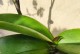 蝴蝶兰苗的养护指南（室内种植蝴蝶兰苗的技巧与注意事项）