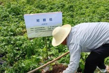 如何科学地种植和收获土豆？（土豆种植的时间和收获的时机）