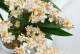 冬天兰花开花养护全攻略（寒冬中的兰花怎样才能开花？一起来学养护技巧吧！）