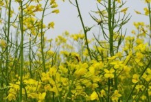 油菜花叶子形状详解（探寻油菜花叶子的奥秘）