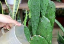 室内种植仙人掌的全面指南（掌握这些技巧，让你的室内仙人掌生长茁壮）