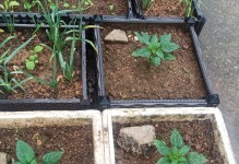 甜椒种植全攻略（种植时间、方法及注意事项）