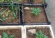 甜椒种植全攻略（种植时间、方法及注意事项）