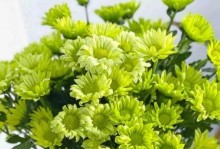 让你的春天更美丽——如何养护旺盛的雏菊（从种植到养护，这里有最全面的技巧）