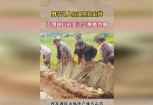 山药收获时间及最佳挖掘时间（山药的生长周期和挖掘技巧）