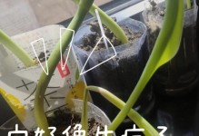 龙血兰茎变软的原因及解决方法（龙血兰茎变软的关键因素和有效护理措施）