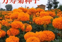 万寿菊的耐寒能力（一种适合寒冷气候的美丽花卉）